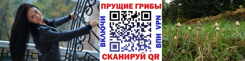 Галлюциногенные грибы Psilocybine cubensis  Дмитриев 
